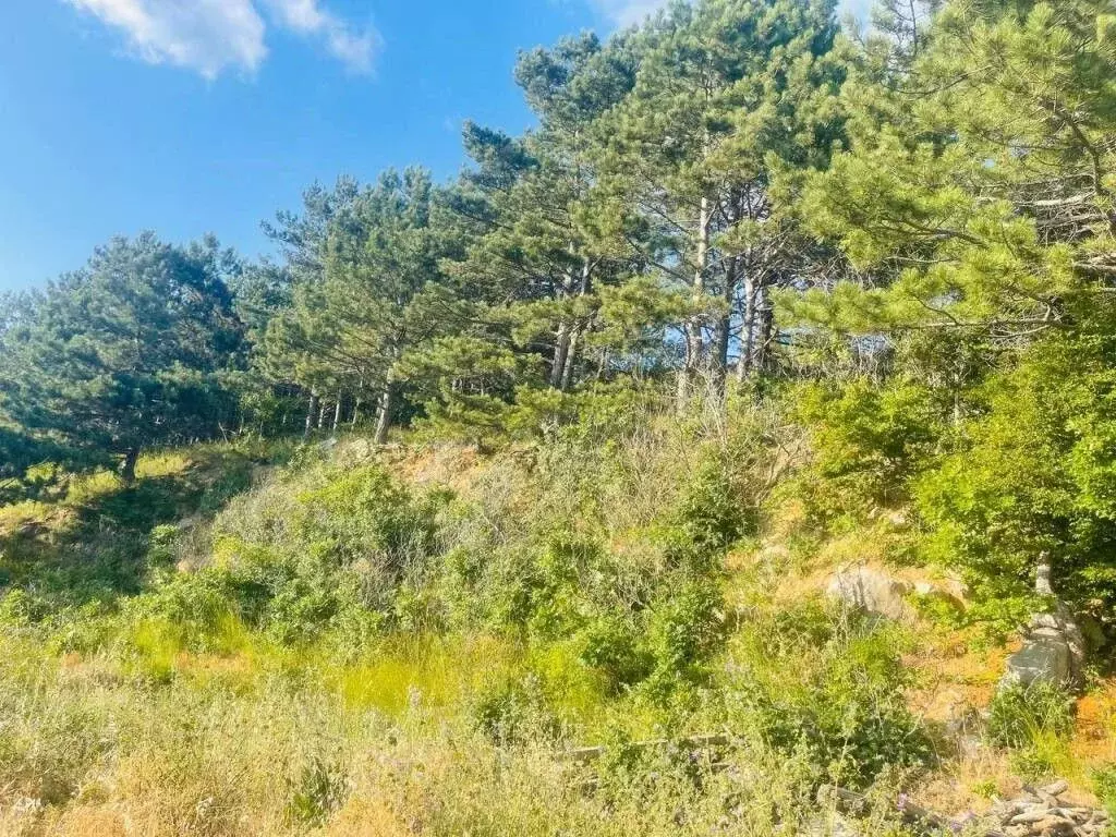 Участок в Крым, Ялта муниципальный округ, Гаспра пгт ш. ... - Фото 2