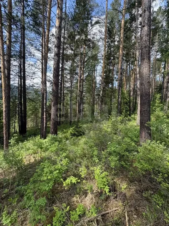 Участок в Красноярский край, Дивногорск городской округ, пос. Манский  ... - Фото 1