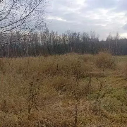 Участок в Московская область, Луховицы муниципальный округ, д. Берхино ... - Фото 1