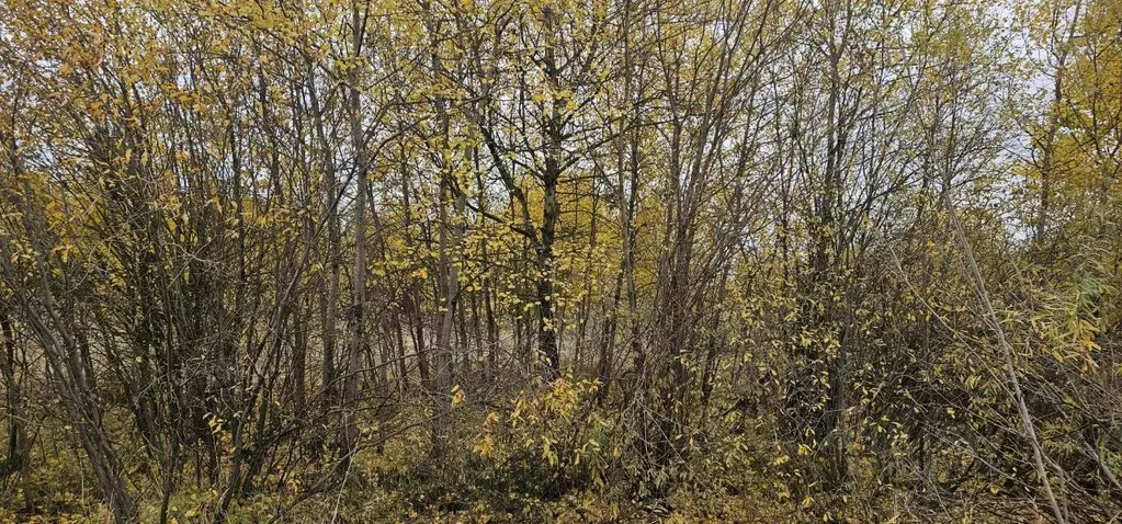 Участок в Московская область, Луховицы ул. Слободская (20.84 сот.) - Фото 1