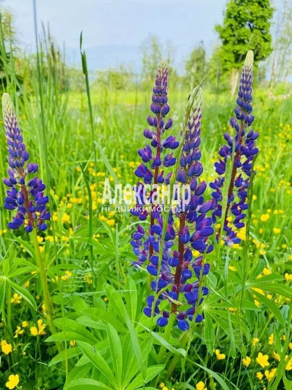 Участок в Ленинградская область, Приозерский район, Громовское с/пос, ... - Фото 2