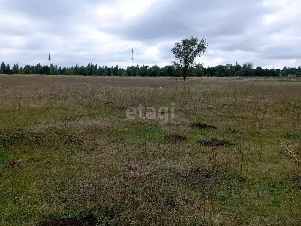 Участок в Краснодарский край, Щербиновский район, Старощербиновская ... - Фото 1