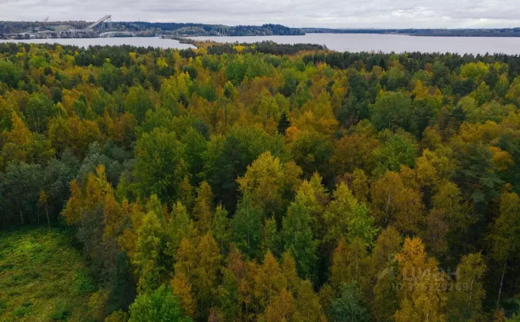 Участок в Ленинградская область, Всеволожский район, Лесколовское ... - Фото 1
