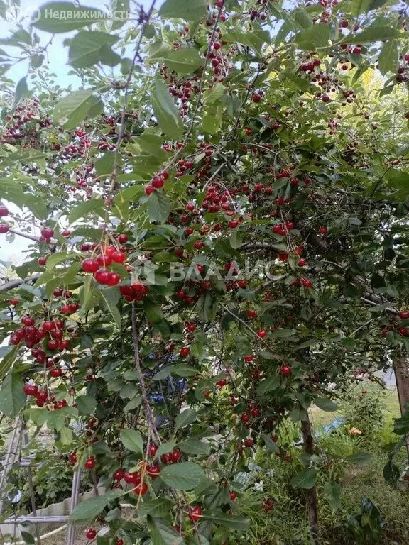 Дом в Натальинское муниципальное образование, СНТ Приморье, 22-й ... - Фото 1