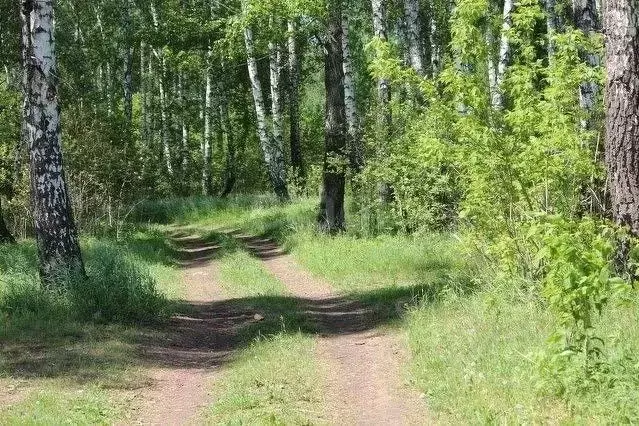 Участок в Новосибирская область, Новосибирский район, Каменский ... - Фото 2