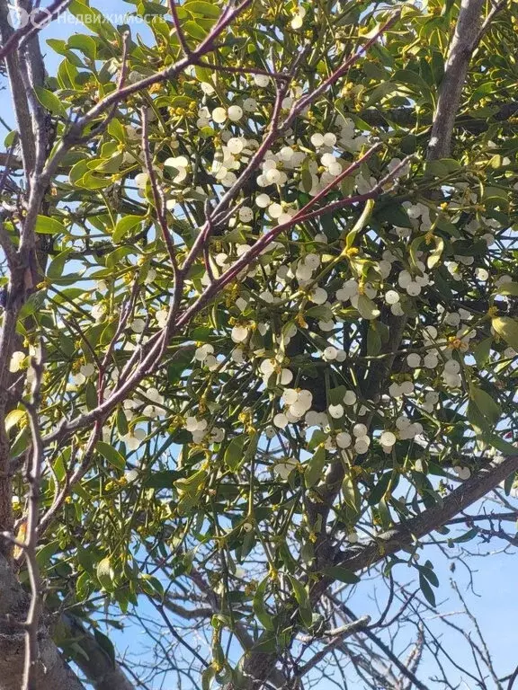 Торговая площадь (911 м) - Фото 2