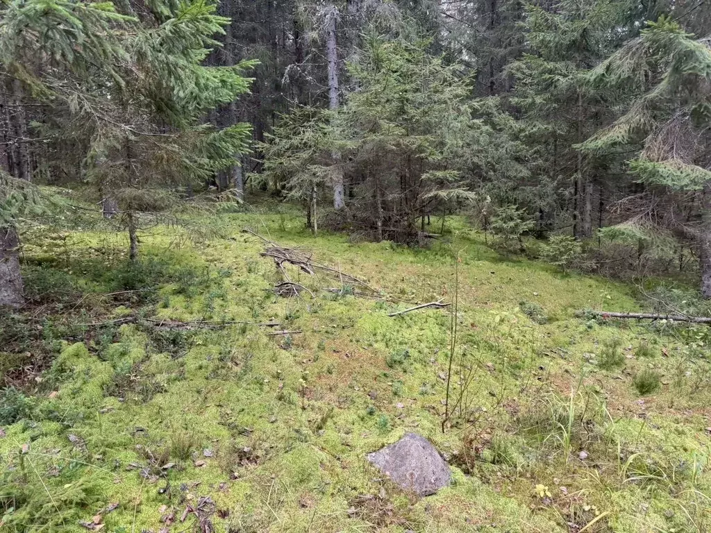 Участок в Ленинградская область, Выборгский район, Селезневское с/пос  ... - Фото 2