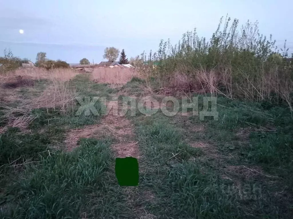 Участок в Новосибирская область, Колыванский район, с. Скала ул. Мира, ... - Фото 1