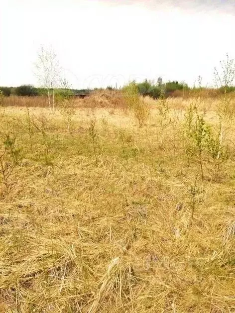 Участок в Тюменская область, Нижнетавдинский район, с. Тюнево ... - Фото 1