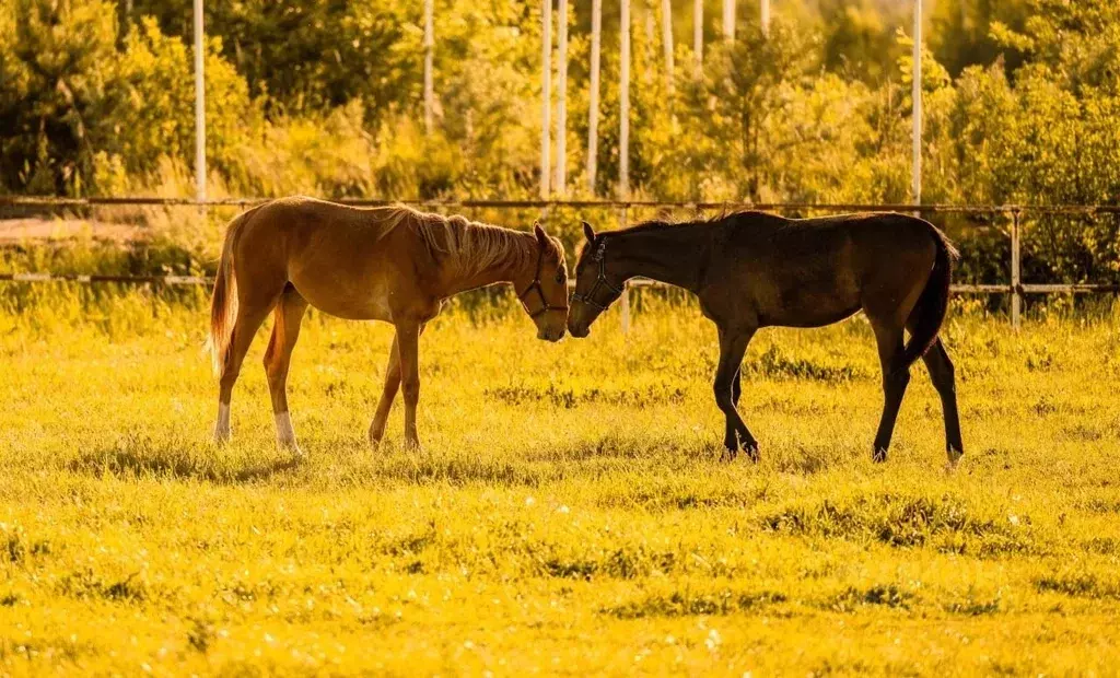 Коттедж в Тверская область, Конаковский муниципальный округ, д. ... - Фото 1