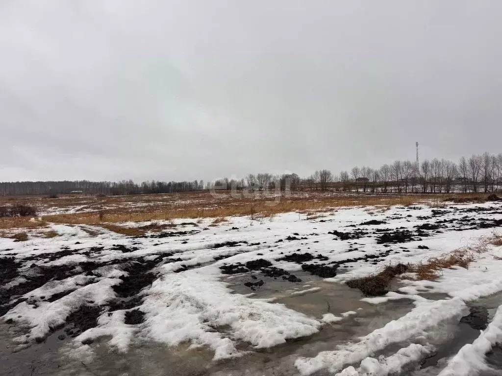 Участок в Курганская область, Шадринский муниципальный округ, с. Ключи ... - Фото 0