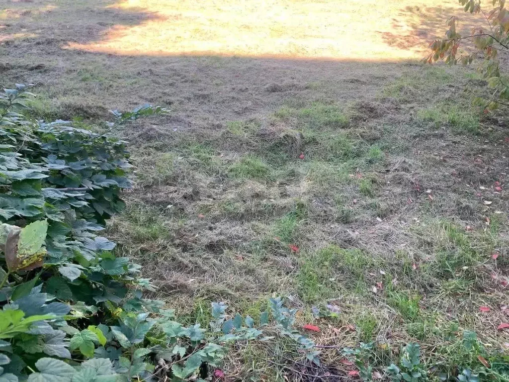 Участок в Амурская область, Ивановский муниципальный округ, с. ... - Фото 1