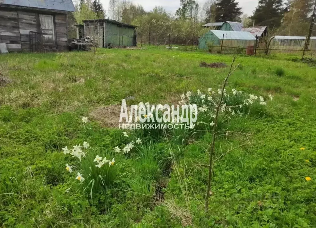 Участок в Ленинградская область, Кировский район, Мгинское городское ... - Фото 1