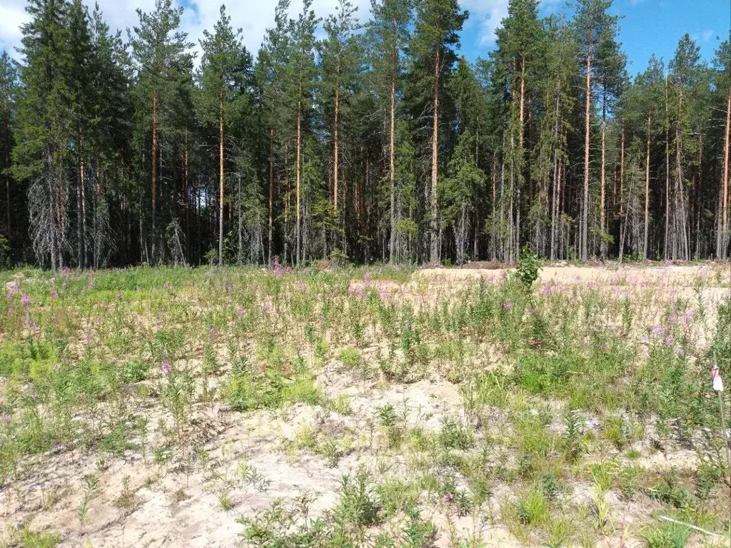 Участок в Коми, Сыктывкар городской округ, Краснозатонский пгт ул. ... - Фото 1