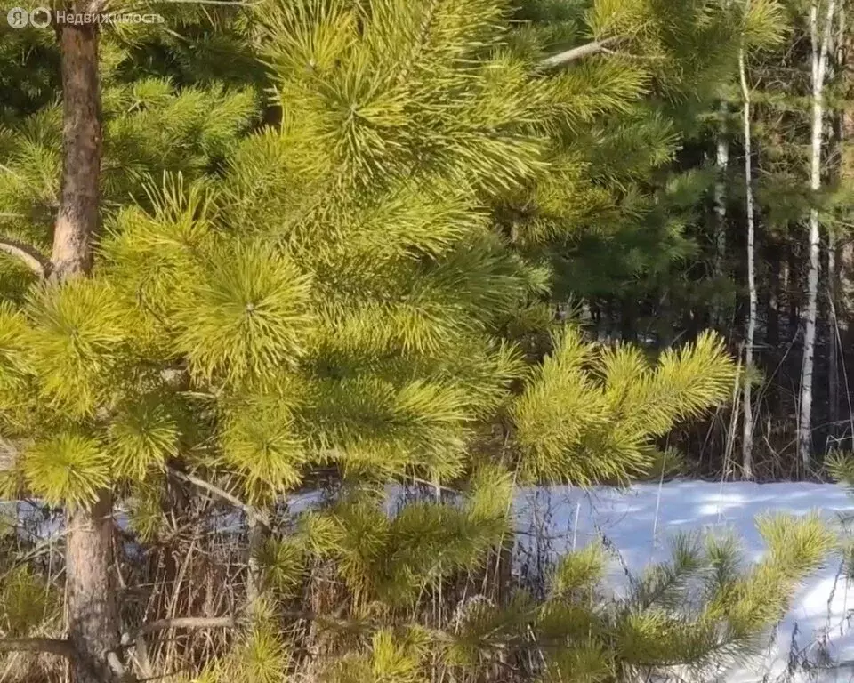 Участок в Завьяловский район, деревня Старые Кены, Ижевская улица (35 ... - Фото 1
