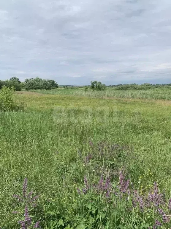 Участок в Белгородская область, Вейделевский район, с. Большие Липяги ... - Фото 0