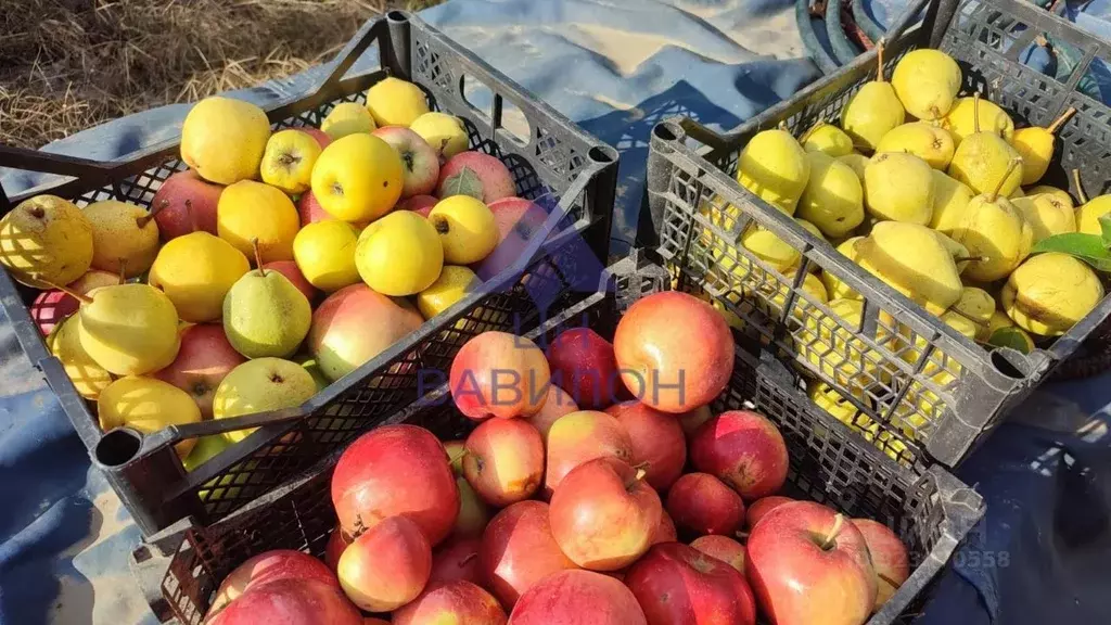 Дом в Ростовская область, Волгодонск Зеленый Мыс СНТ, 61 (20 м) - Фото 1