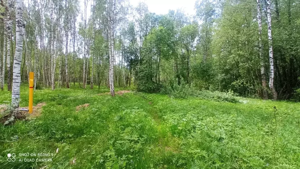 Участок в Владимирская область, Судогодский район, Вяткинское ... - Фото 0