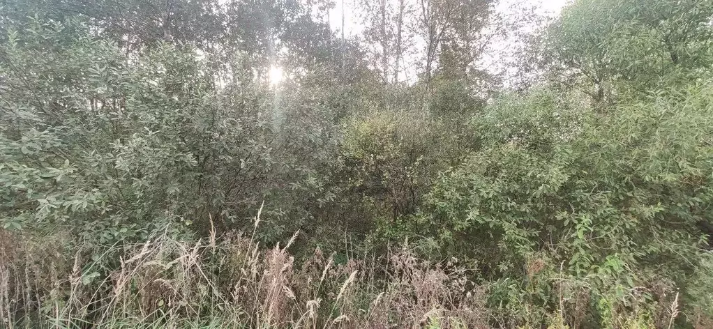 Участок в Московская область, Талдомский городской округ, д. Мякишево  ... - Фото 1