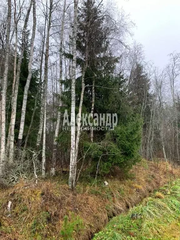 Участок в Ленинградская область, Приозерский район, Кузнечнинское ... - Фото 0