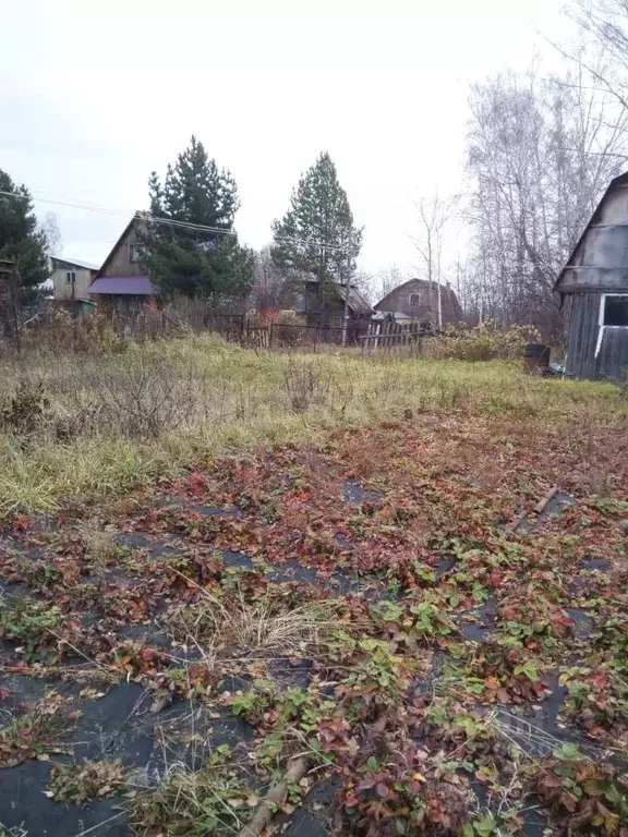 Участок в Новосибирская область, Новосибирский район, Новолуговской ... - Фото 1