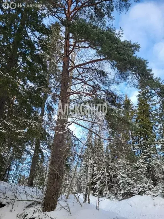 Участок в Республика Карелия, Лахденпохский муниципальный округ, ... - Фото 2