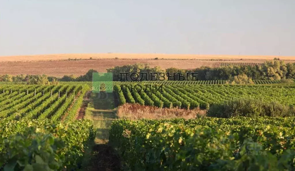 Участок в Краснодарский край, Крымский район, с. Молдаванское Степная ... - Фото 1