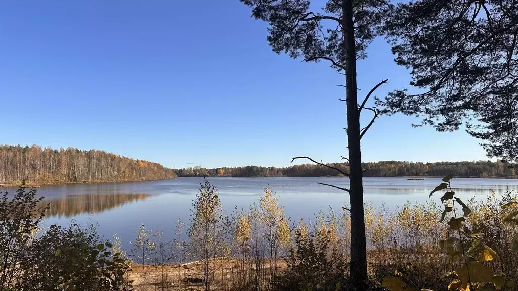 Участок в Ленинградская область, Всеволожский район, Куйвозовское ... - Фото 2