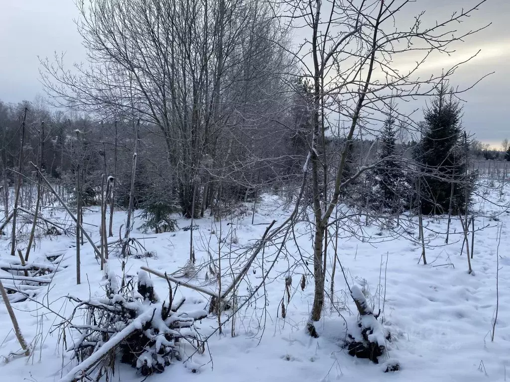 Участок в Московская область, Пушкинский городской округ, д. ... - Фото 2