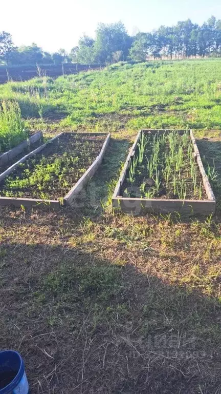 Дом в Амурская область, Ивановский муниципальный округ, с. Богородское ... - Фото 1