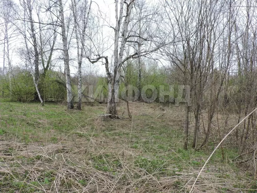 Участок в Новосибирская область, Мошковский район, Долина Имений кп  ... - Фото 2