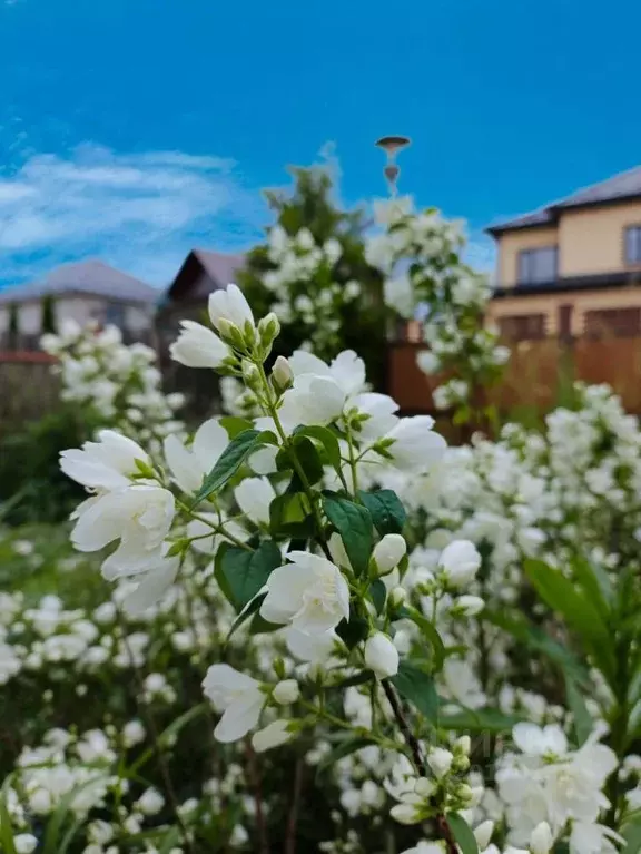 Дом в Москва № 161 кв-л, 50 (340 м) - Фото 1