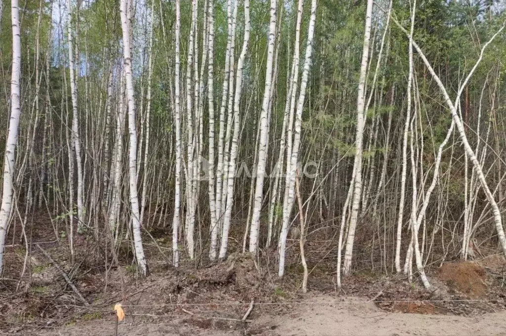 Участок в Владимирская область, Собинка ул. Братьев Лосевых (10.0 ... - Фото 1