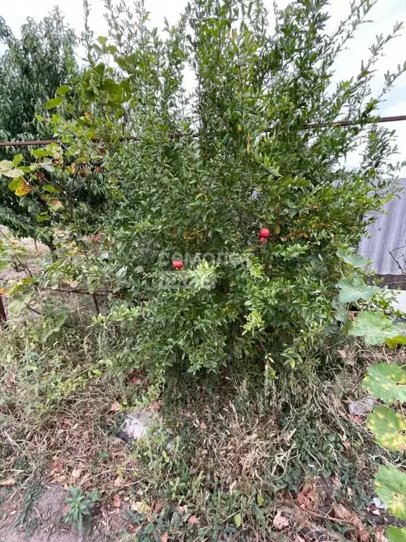 Участок в Краснодарский край, Динская ст-ца ул. Калинина, 36А (9.0 ... - Фото 1