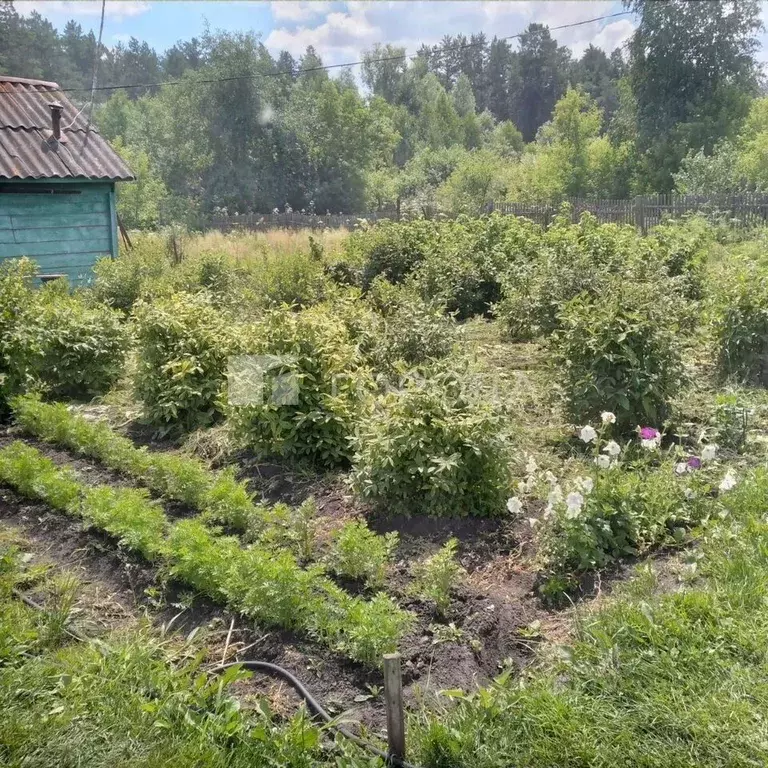 Дом в Алтайский край, Павловский район, Железнодорожник СНТ ул. ... - Фото 0