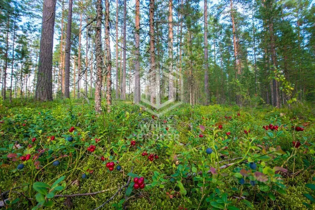Участок в Московская область, Можайский муниципальный округ, Энергия ... - Фото 2