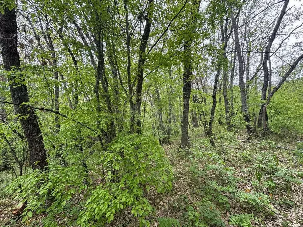 Участок в Крым, Алушта муниципальный округ, пос. Лаванда, Заречный мкр ... - Фото 2