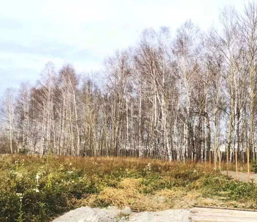 Участок в Тюменская область, Тюменский район, с. Горьковка Сибирская ... - Фото 1