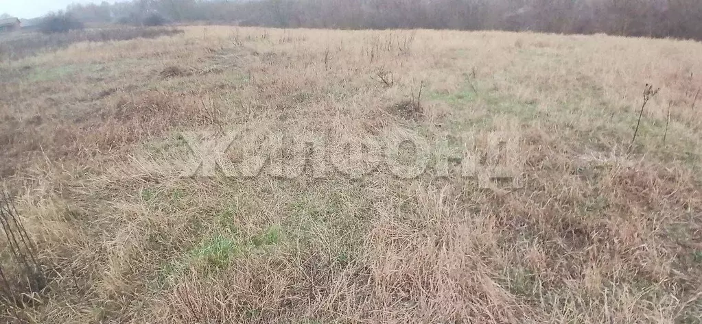 Участок в Воронежская область, Рамонский район, Новоживотинновское ... - Фото 2