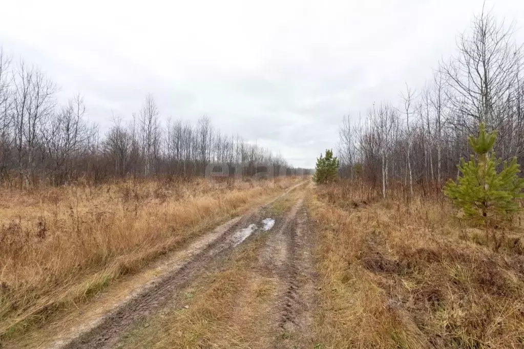 Участок в Тюменская область, Нижнетавдинский муниципальный округ, ... - Фото 1