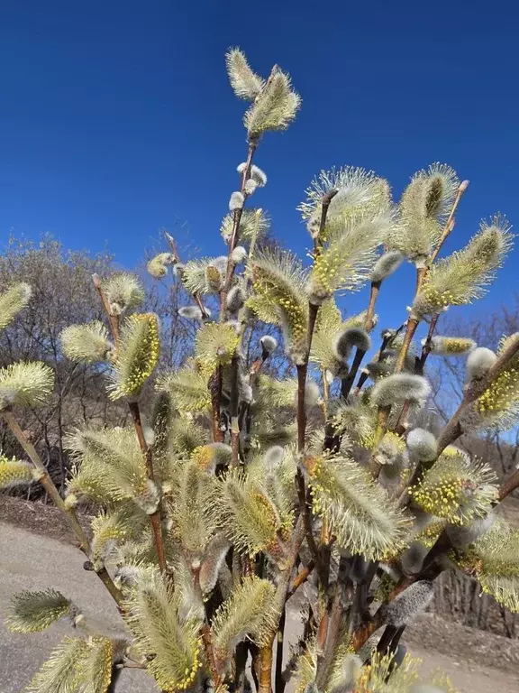 Студия Коми, Сыктывкар Тентюковская ул., 308 (32.1 м) - Фото 1