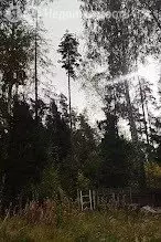 Участок в Московская область, городской округ Щёлково, садовое ... - Фото 1