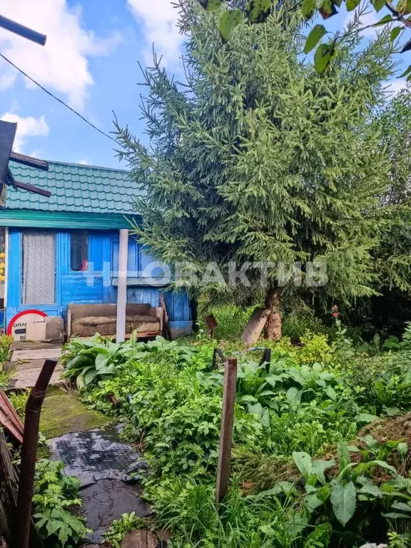 Участок в Новосибирская область, Новосибирск Новая Сибирь СНТ, 125 ... - Фото 1