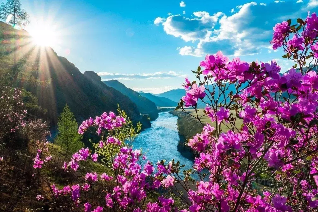 Участок в Алтай, Онгудайский район, с. Купчегень  (900.0 сот.) - Фото 2