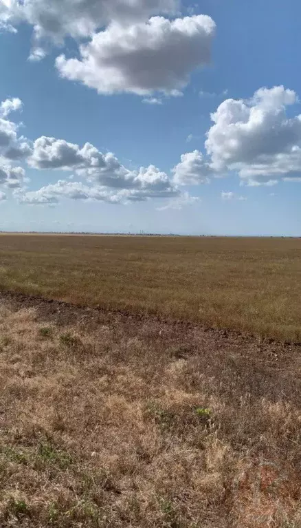 Участок в Крым, Сакский район, Молочненское с/пос, с. Витино  (581.0 ... - Фото 1