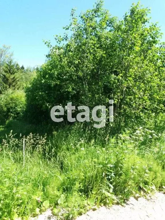 Участок в Вологодская область, Усть-Кубинский муниципальный округ, с. ... - Фото 1