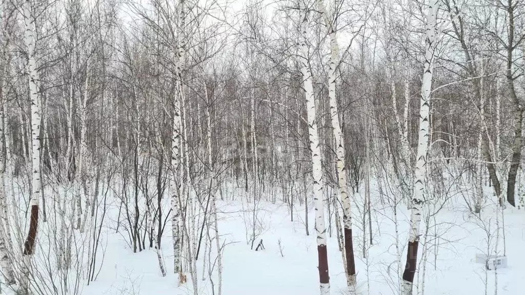 Участок в Амурская область, Благовещенский район, с. Чигири ул. ... - Фото 1