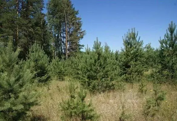 Участок в Нижегородская область, Кстовский муниципальный округ, д. ... - Фото 1