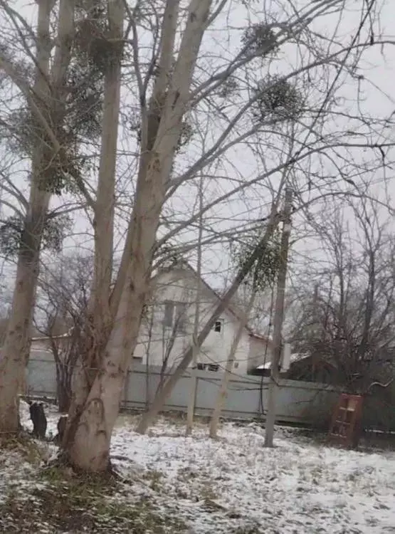 Участок в Калининградская область, Зеленоградский муниципальный округ, ... - Фото 1