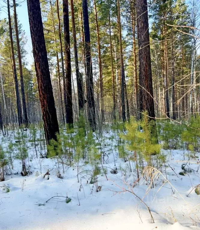Участок в Иркутская область, Иркутский муниципальный округ, Маркова рп ... - Фото 2